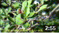 sho-120504.gif