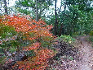 P1030806.jpg